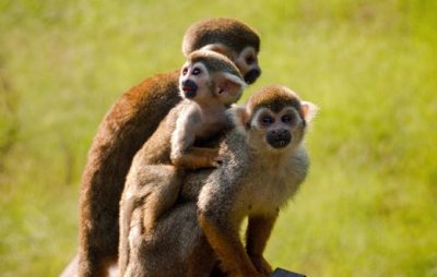 ​松鼠猴的简介-松鼠猴的品种