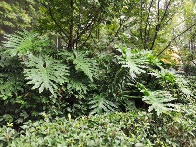 ​春羽怎么繁殖