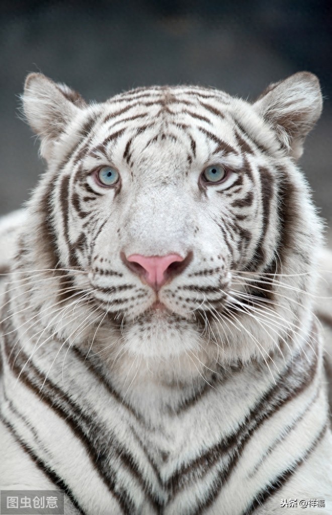 孟加拉虎Bengal Tiger