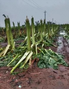 ​绝了！海南一香蕉种植户的神操作:砍光叶子对抗台风“摩羯”！