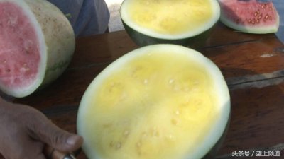 ​农村百亩西瓜“黄”了！无籽黄瓤瓜错峰上市，叫价4块钱一斤！