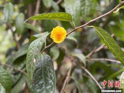 ​广西玉林：金花茶铺就乡村致富新路