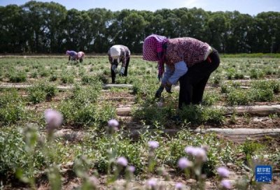 ​宁夏中宁：枸杞芽茶采摘忙