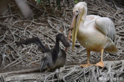 ​白鹈鹕来深5年首次自然繁殖后代