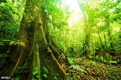 ​食人花会吃人吗？