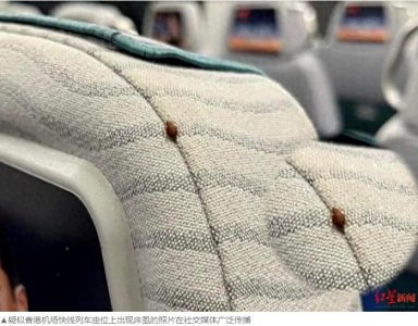 ​床虱危机席卷全球，已进入中国，不得不警惕潜在的危险