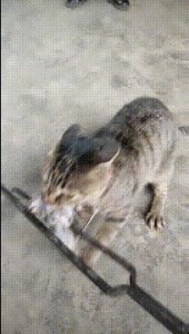 ​哈哈一笑，50张搞笑动图：银角大王看起来好清秀！