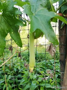 ​亲见刀架脖子大场面！布衣之怒，免冠徒跣，以头抢地，何必动刀？