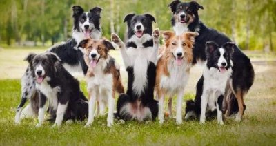 ​边牧犬的这8大颜色，哪种最吸引你？