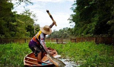 ​亚马逊河巨骨舌鱼：强大防御力无敌，但却面临灭绝危机