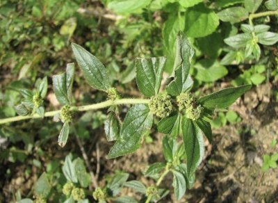 ​老人叫它“止痒草”，过往在地上被践踏，如今珍贵，1年可采收2次