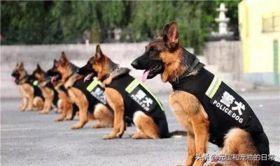 ​只有“警犬”才有的7个特点，“宠物狗”能有一半就很厉害了