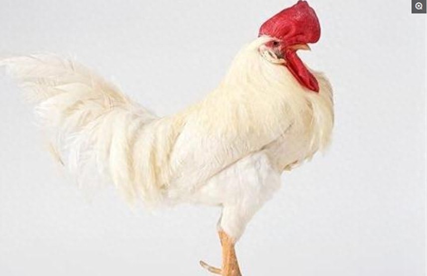 盘点各国的图腾，中国最霸气，日本最奇葩，看到法国的网友笑了