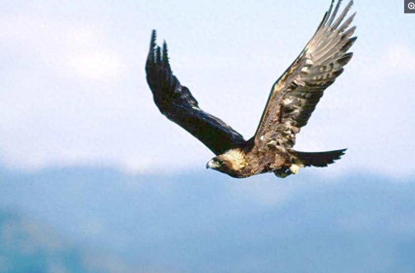 盘点各国的图腾，中国最霸气，日本最奇葩，看到法国的网友笑了