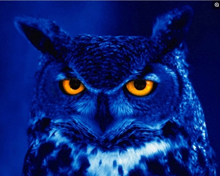 盘点各国的图腾，中国最霸气，日本最奇葩，看到法国的网友笑了