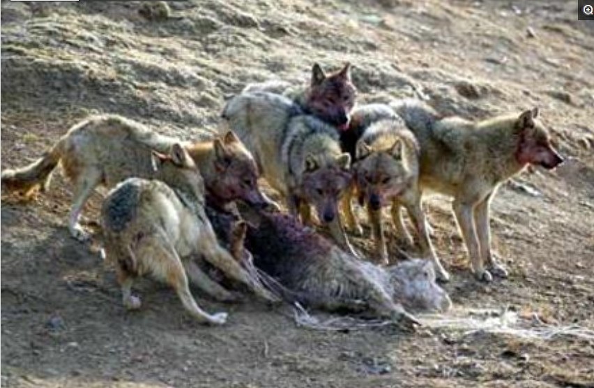 盘点各国的图腾，中国最霸气，日本最奇葩，看到法国的网友笑了