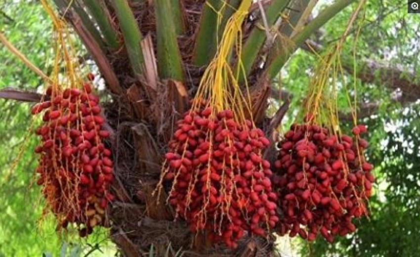 盘点各国的图腾，中国最霸气，日本最奇葩，看到法国的网友笑了