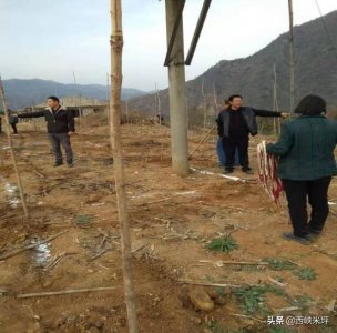 ​植树造林，造福后代