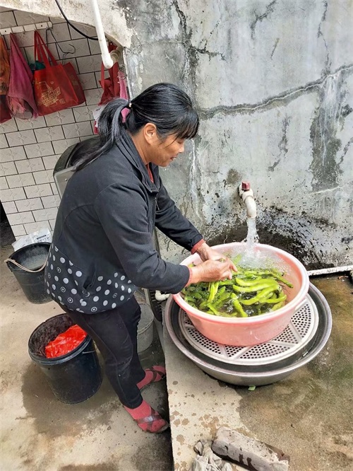 狗爪豆煮熟浸泡去毒过程