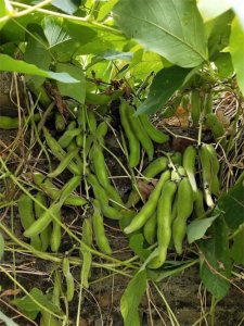 ​狗爪豆煮熟浸泡去毒过程