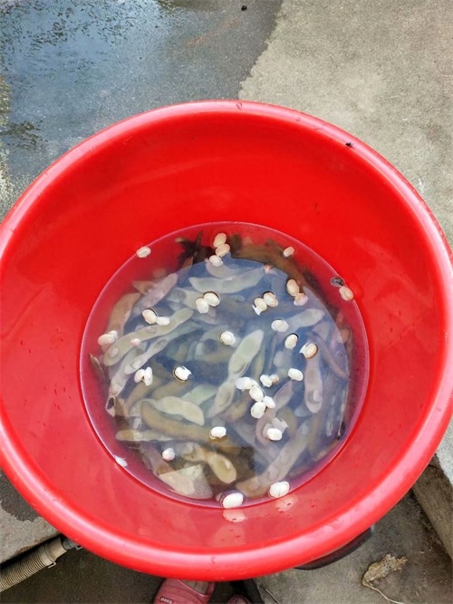 狗爪豆煮熟浸泡去毒过程