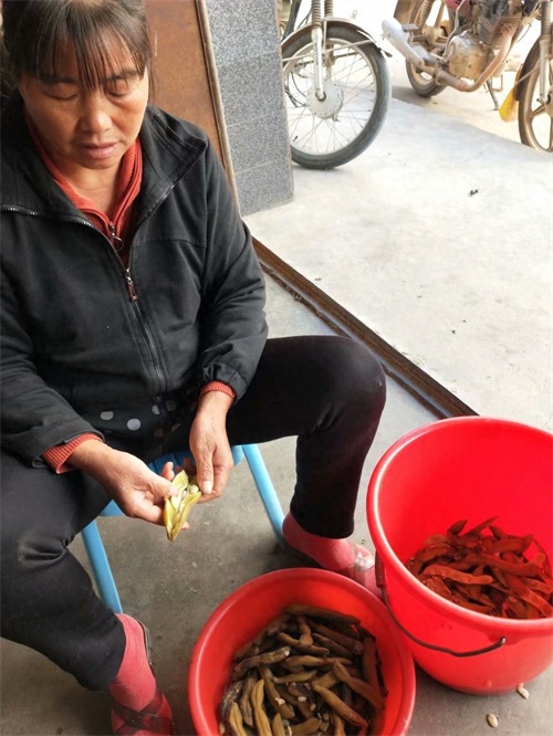 狗爪豆煮熟浸泡去毒过程