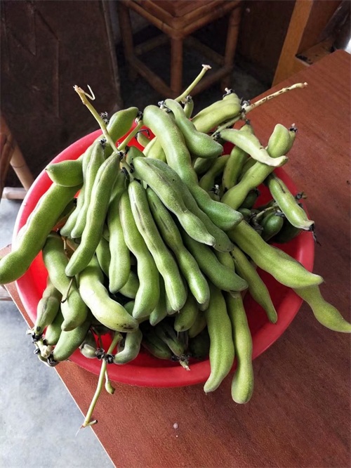 狗爪豆煮熟浸泡去毒过程