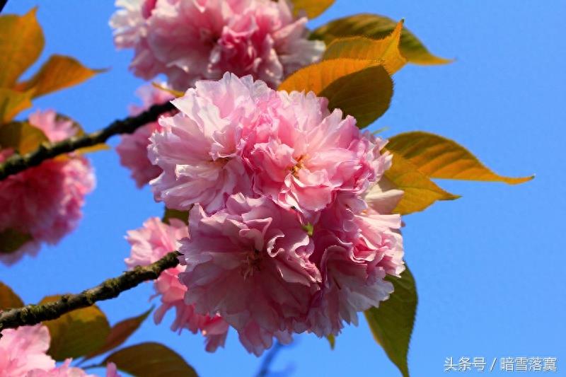 关山樱，俗称“红缨” 八重樱的一个代表性品种，在中国广泛栽种