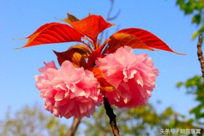 ​关山樱，俗称“红缨” 八重樱的一个代表性品种，在中国广泛栽种