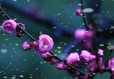 ​梅花的象征意义,梅花的特点和象征意义
