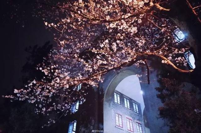 今年武大樱花开放时间(今晚8点武大可以预约赏樱了)(7)