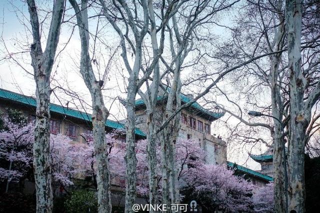 今年武大樱花开放时间(今晚8点武大可以预约赏樱了)(9)