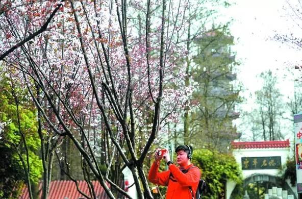 今年武大樱花开放时间(今晚8点武大可以预约赏樱了)(12)