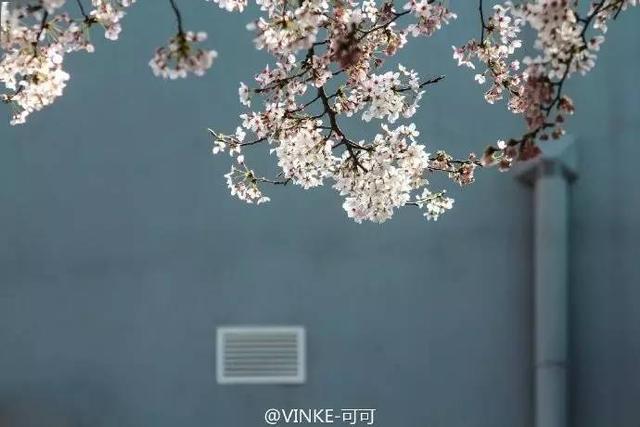 今年武大樱花开放时间(今晚8点武大可以预约赏樱了)(6)
