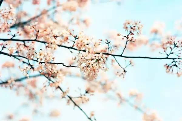 今年武大樱花开放时间(今晚8点武大可以预约赏樱了)(11)