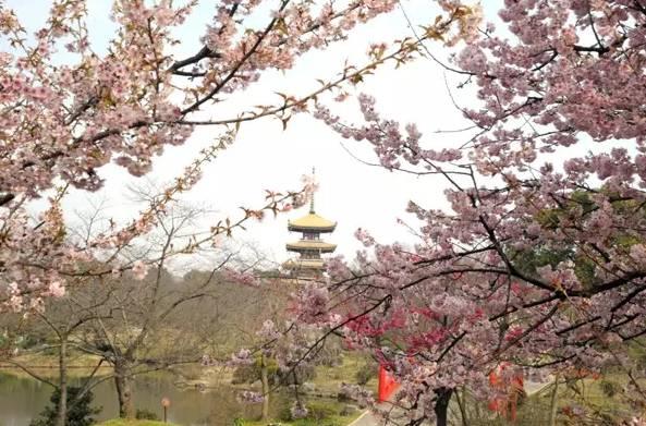 今年武大樱花开放时间(今晚8点武大可以预约赏樱了)(10)