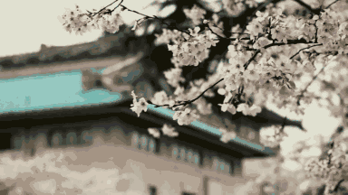 今年武大樱花开放时间(今晚8点武大可以预约赏樱了)(1)