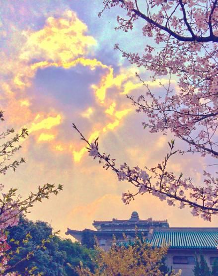 今年武大樱花开放时间(今晚8点武大可以预约赏樱了)(4)