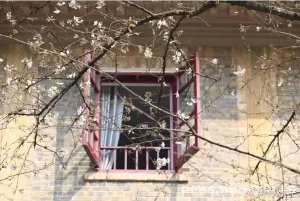 今年武大樱花开放时间(今晚8点武大可以预约赏樱了)(3)