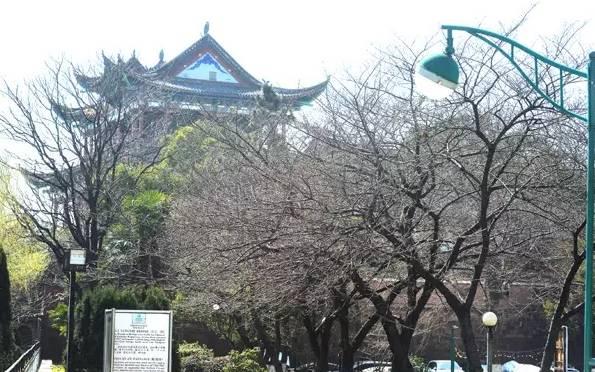 今年武大樱花开放时间(今晚8点武大可以预约赏樱了)(16)