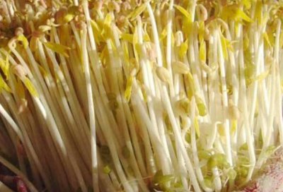​绿豆芽发绿了可以吃吗 经常吃豆芽有哪些好处