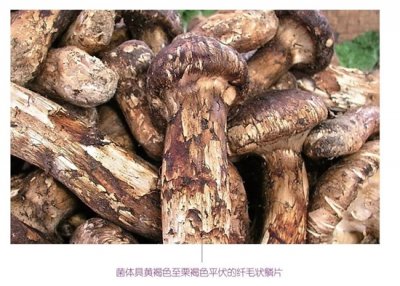 ​中国野外可食用菌类快速识别